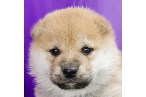 成約済の愛知県の柴犬-372905の4枚目